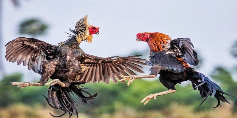 Apostar em rinhas de galo com esporas de faca de navalha é super fácil na casa de apostas RioBe