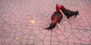 Como apostar em rinhas de galo