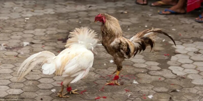 Na RioBe, as formas de como apostar em rinhas de galo são sempre diversas