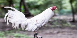 rinhas de galo com esporas de faca
